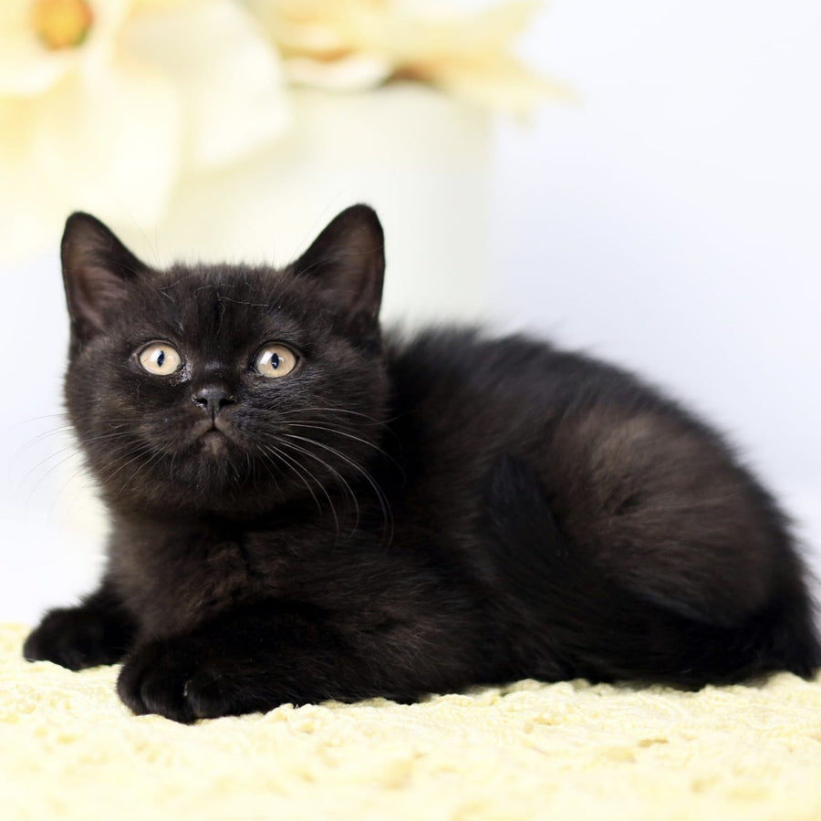 Yanka British Shorthair female, black
