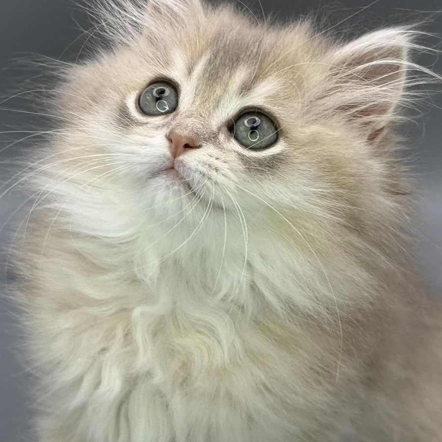 Jardin Scottish Straight female, blue golden shaded