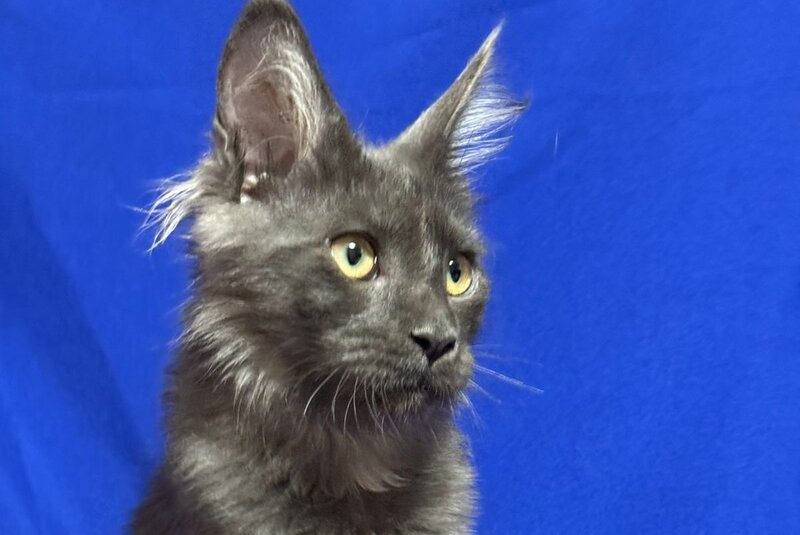 Betty Maine Coon female, blue with white