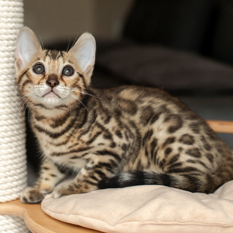 Newton Bengal male, black spotted tabby