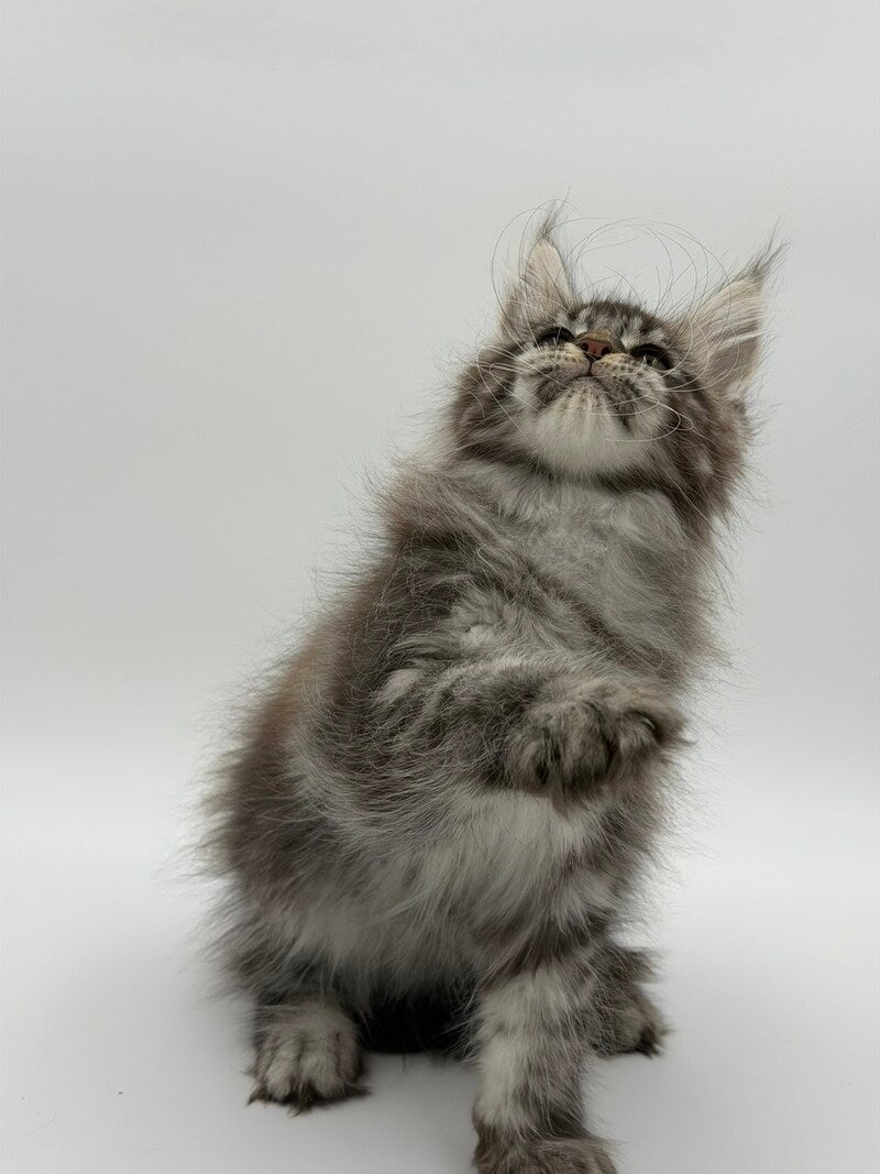 Kiss Maine Coon male black silver tabby - live animals