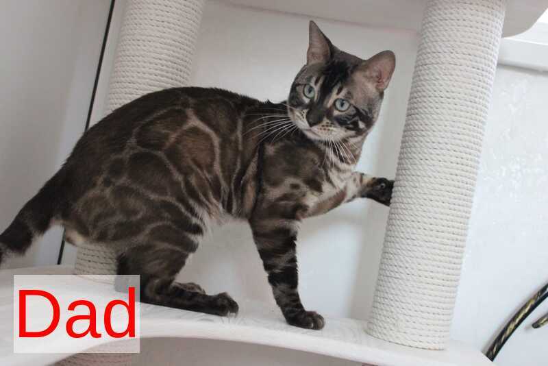 Nutella Bengal female, black pointed