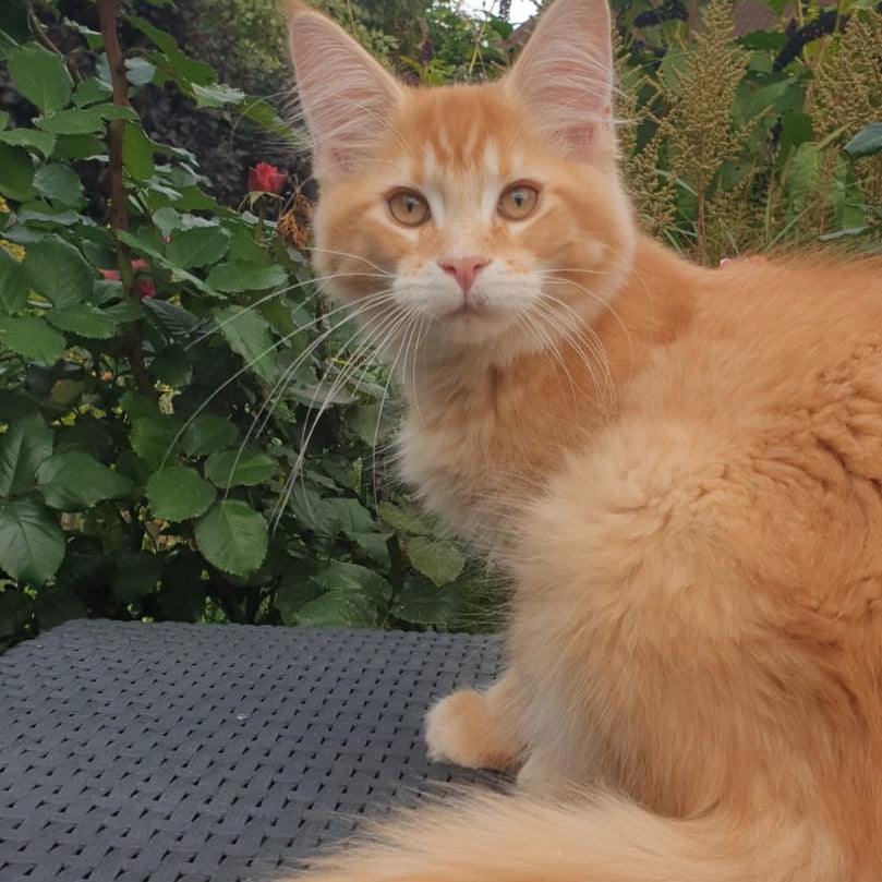 Hugo Maine Coon male, red ticked tabby