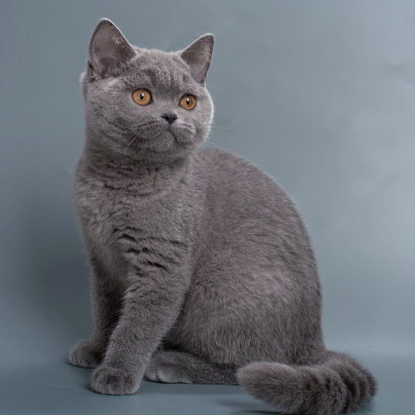 Pixie British Shorthair female, blue