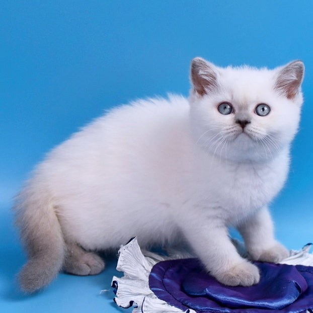 Almaz British Shorthair male, lilac pointed