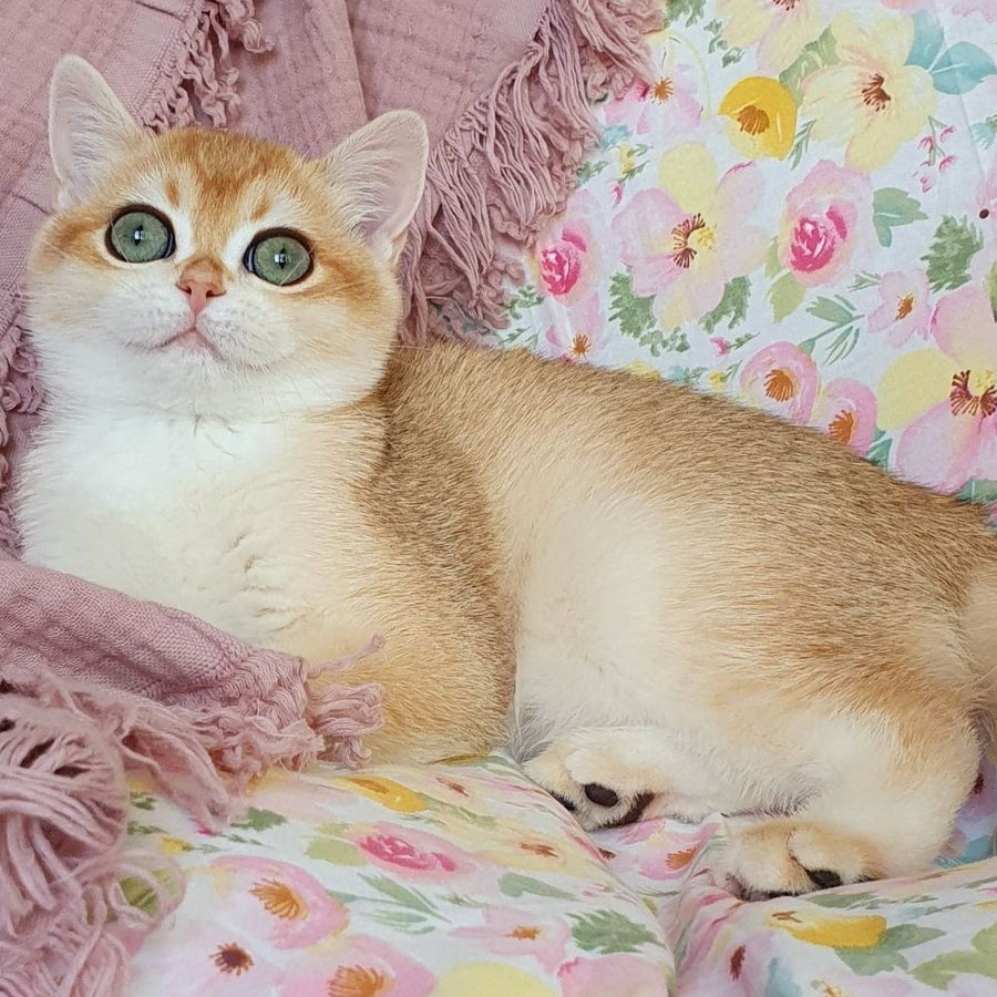 Willow British Shorthair female, black golden chinchilla