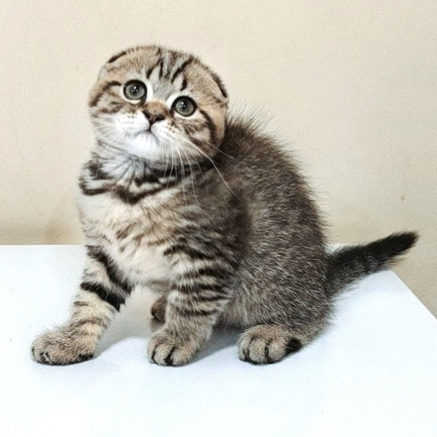 Lola Scottish Fold female, black spotted tabby