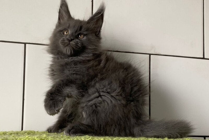 Vilyu Maine Coon polydactyl male, blue