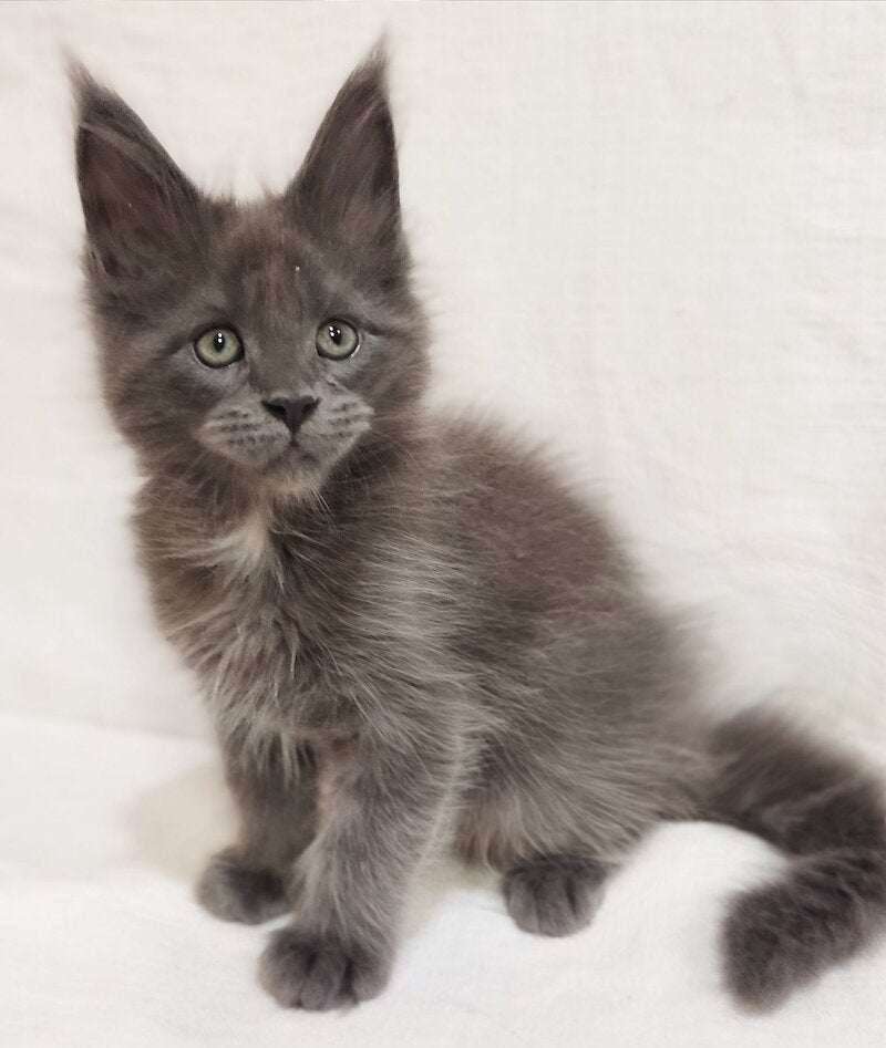 Drhonik Maine Coon male, blue silver with white