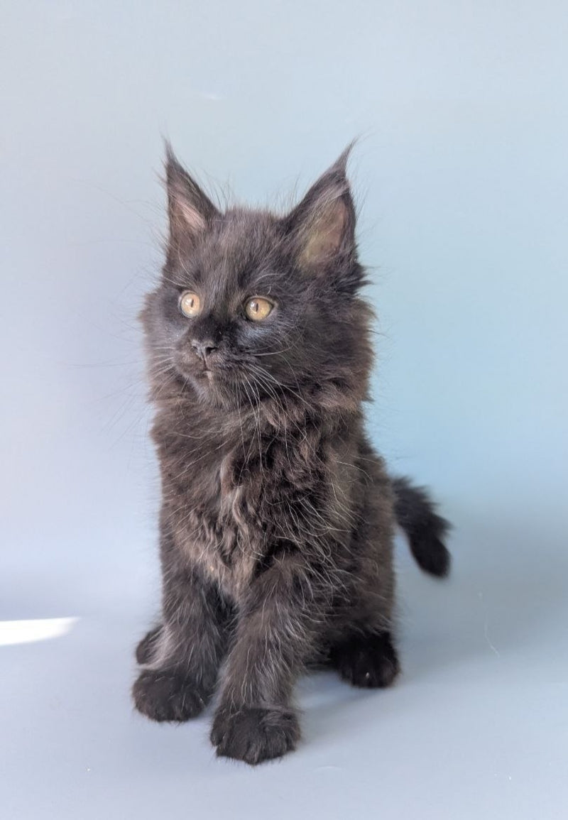 Hamster Maine Coon male black - live animals