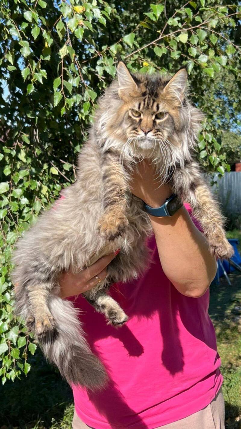 Forest Maine Coon male, black spotted tabby