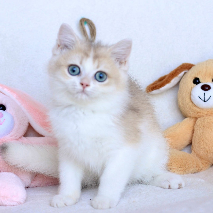 Watson British Shorthair male, blue golden chinchilla bicolour