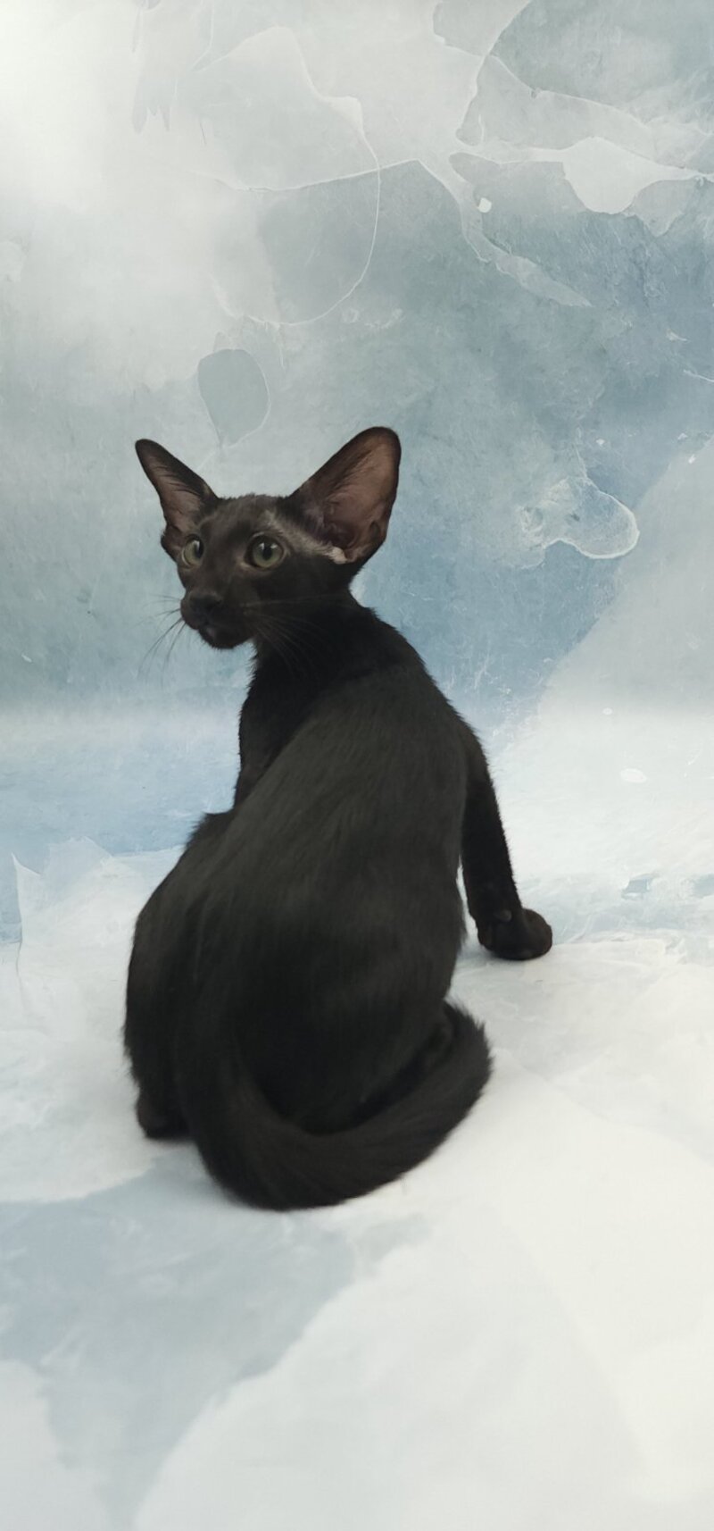 Otto Oriental Shorthair male, black