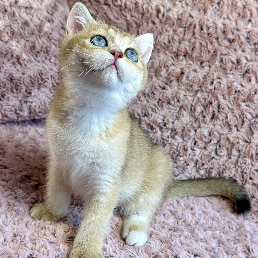 Finik British Shorthair male, black golden shaded with white