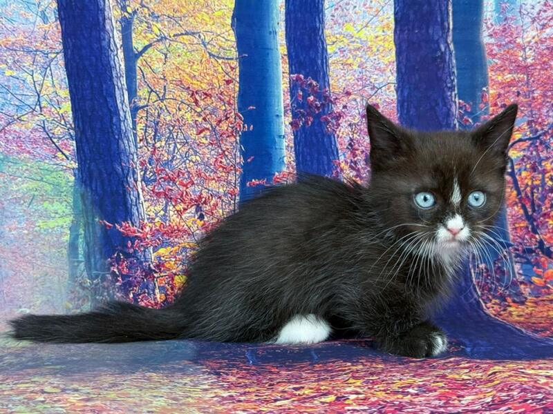 Zevs Munchkin male, black bicolour