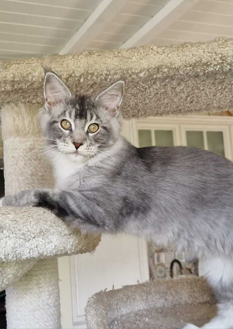 Archi Maine Coon male, black silver with white