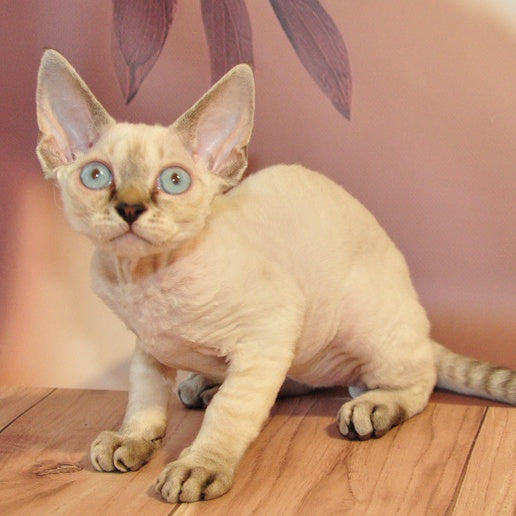 Alex Devon Rex male, black tabby pointed
