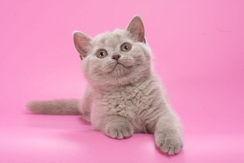 Oriana British Shorthair female, lilac