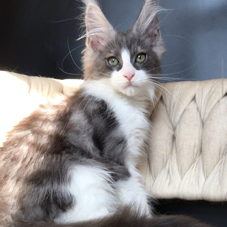 Craft Maine Coon male, black silver bicolour