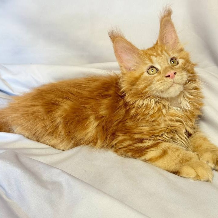 Mufasa Maine Coon polydactyl 6x6x6x6 male, red with white