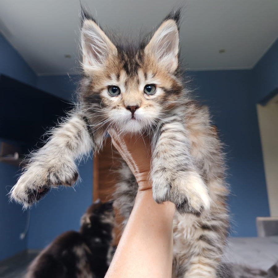 Sara Maine Coon polydactyl 7x7x6x6 female, black tortie spotted tabby