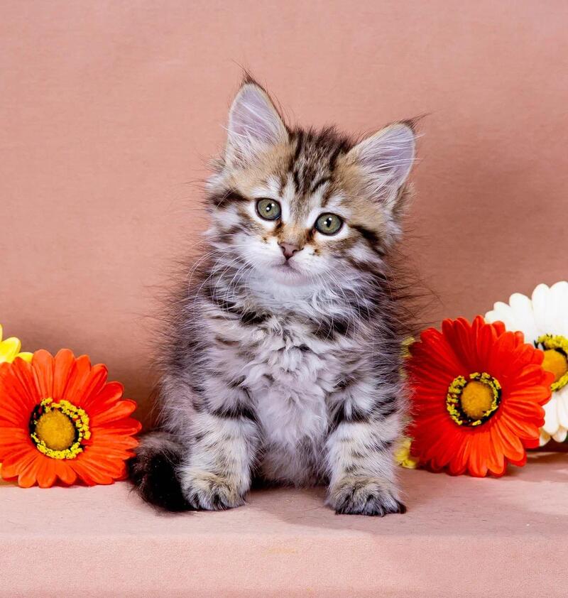 Dasha Siberian female black spotted tabby - live animals
