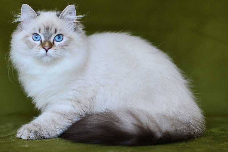 Olivia Siberian female, black tabby pointed