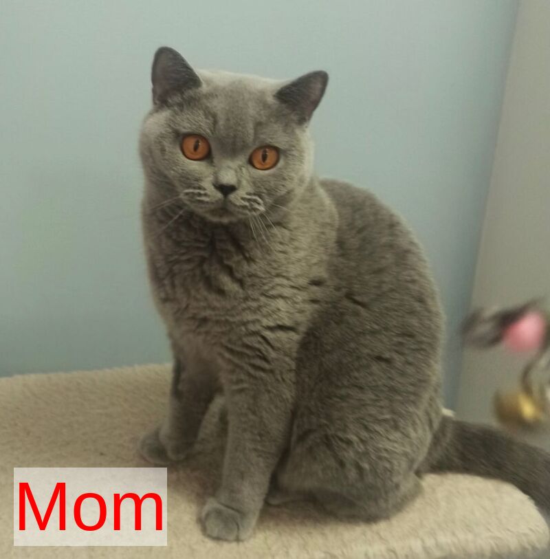 Caitlin British Shorthair female, blue