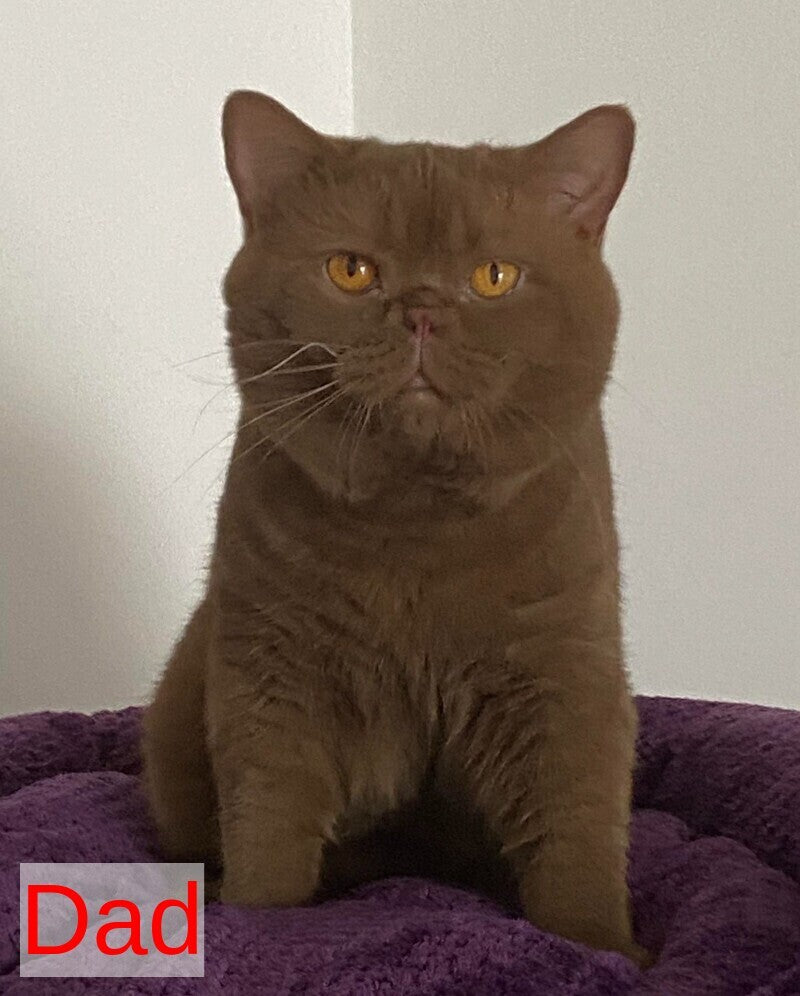 Mavik British Shorthair male, cinnamon ticked tabby