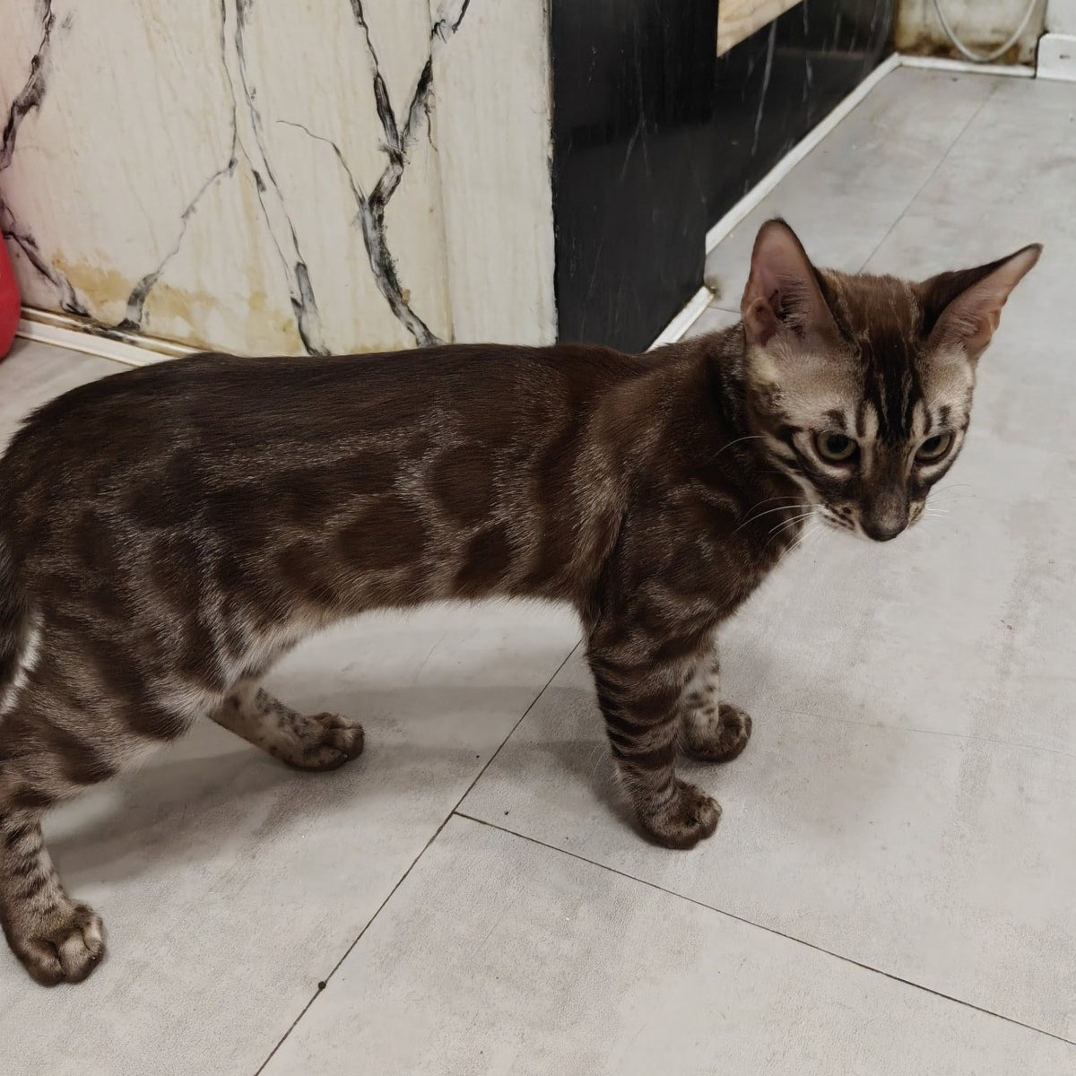 Jake Bengal male, black amber spotted tabby pointed