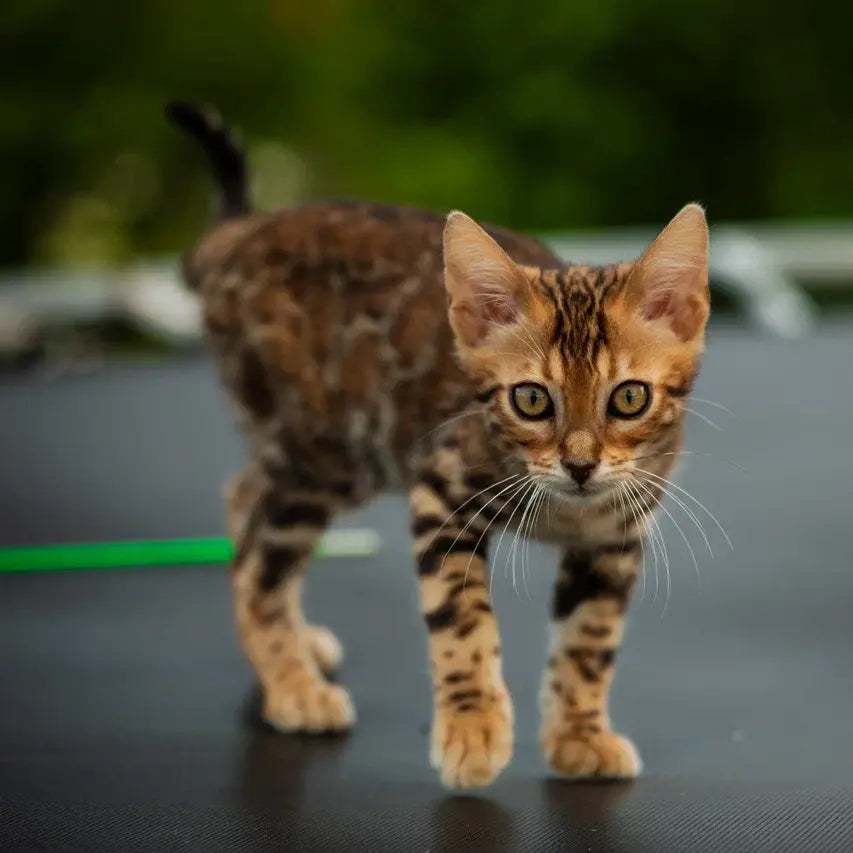Dilan Bengal male, black spotted tabby