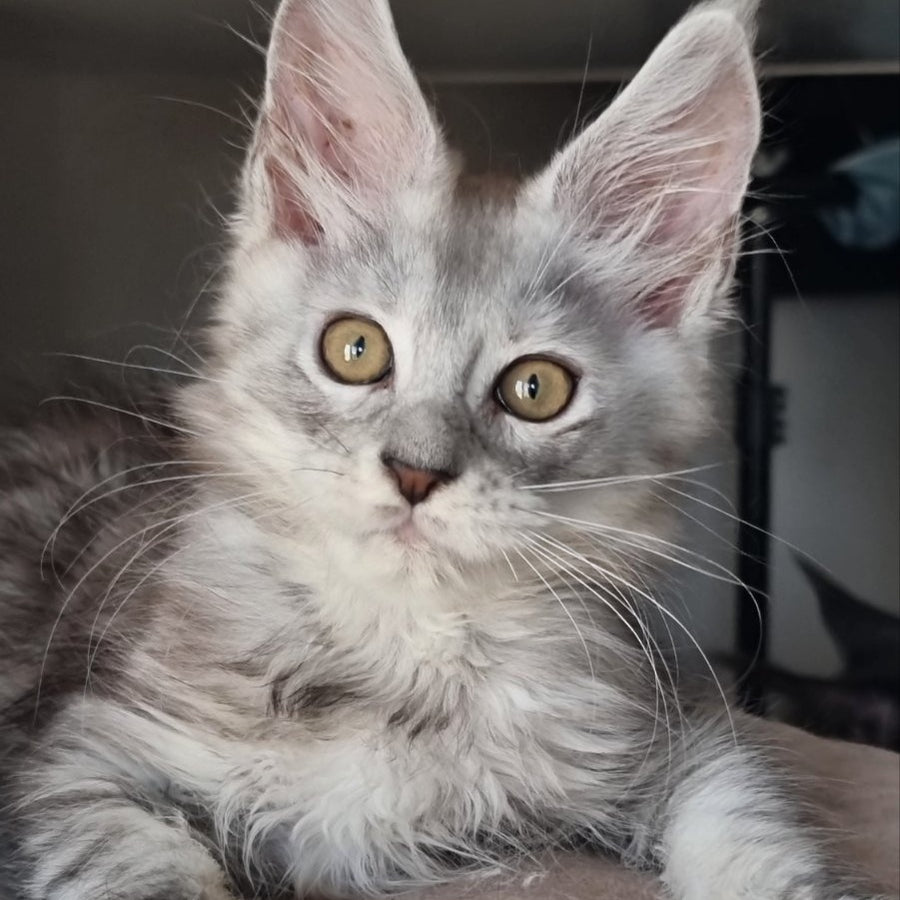 Elisa Maine Coon female, black silver tabby