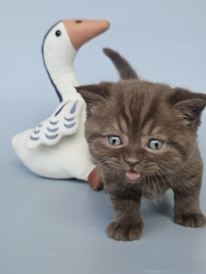 Aurelia British Shorthair female, chocolate