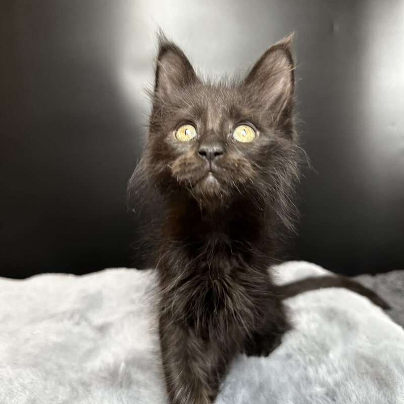 Boston Maine Coon male black - live animals