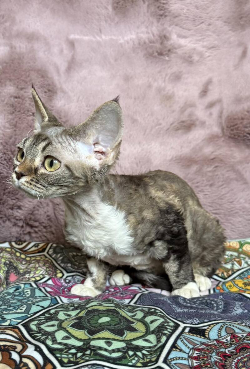 Umi Devon Rex female, black tabby bicolour