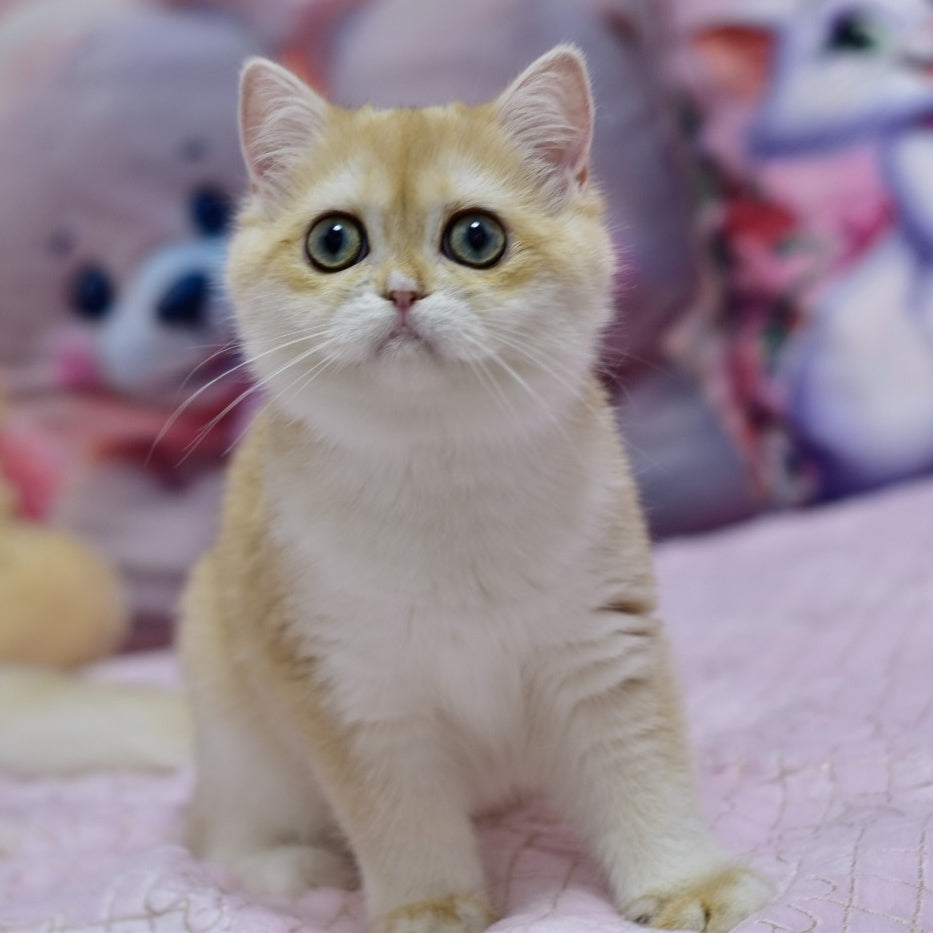 Chloe British Shorthair female, black golden chinchilla with white