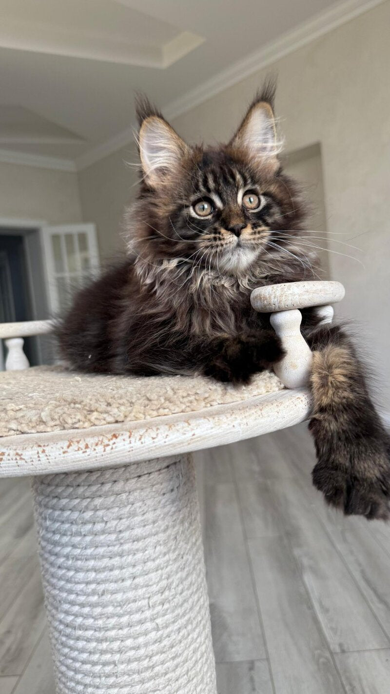 Unicum Maine Coon male, black tabby
