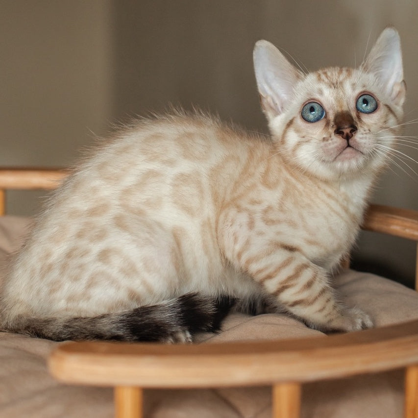 Nelson Bengal male, black pointed