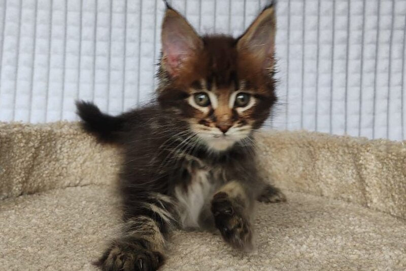 Mateo Maine Coon male, black tabby