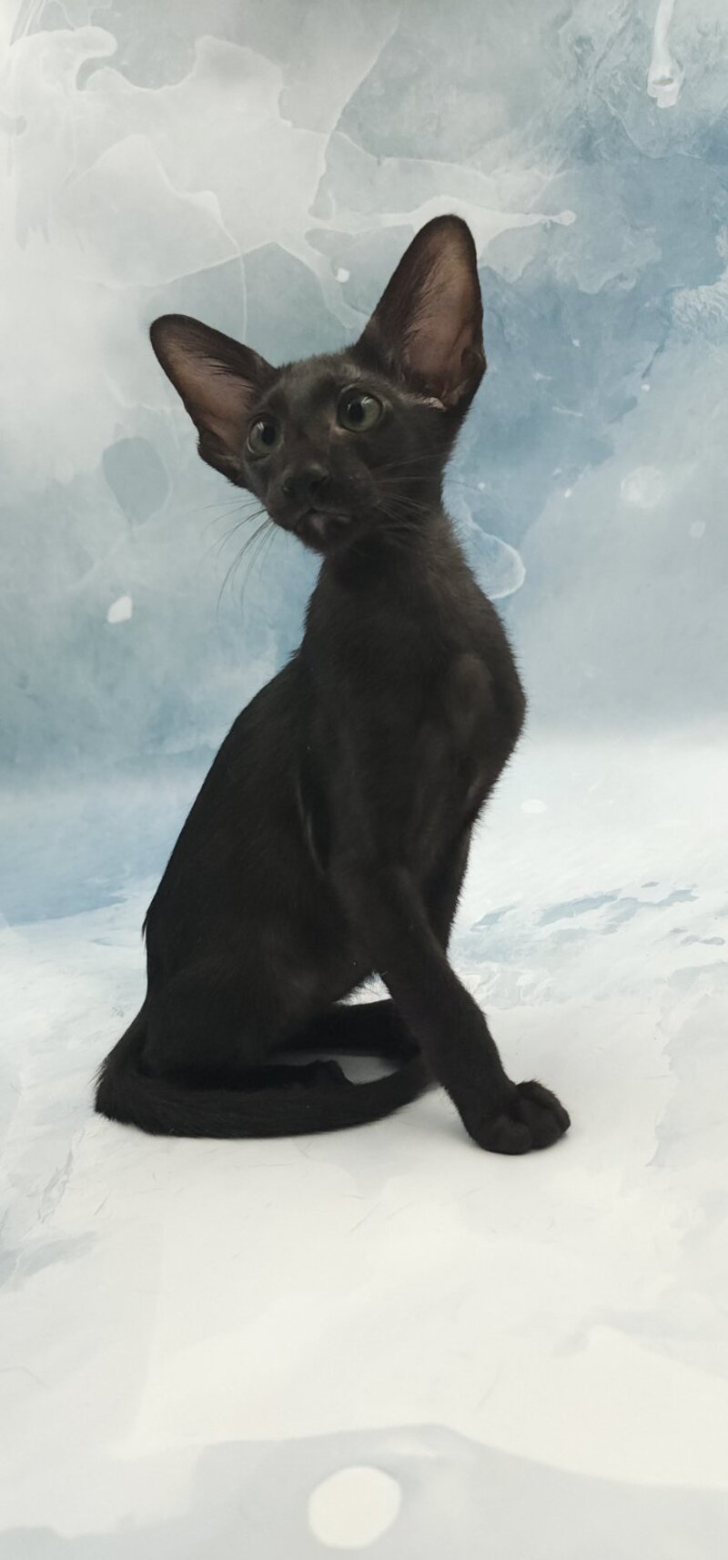 Otto Oriental Shorthair male, black