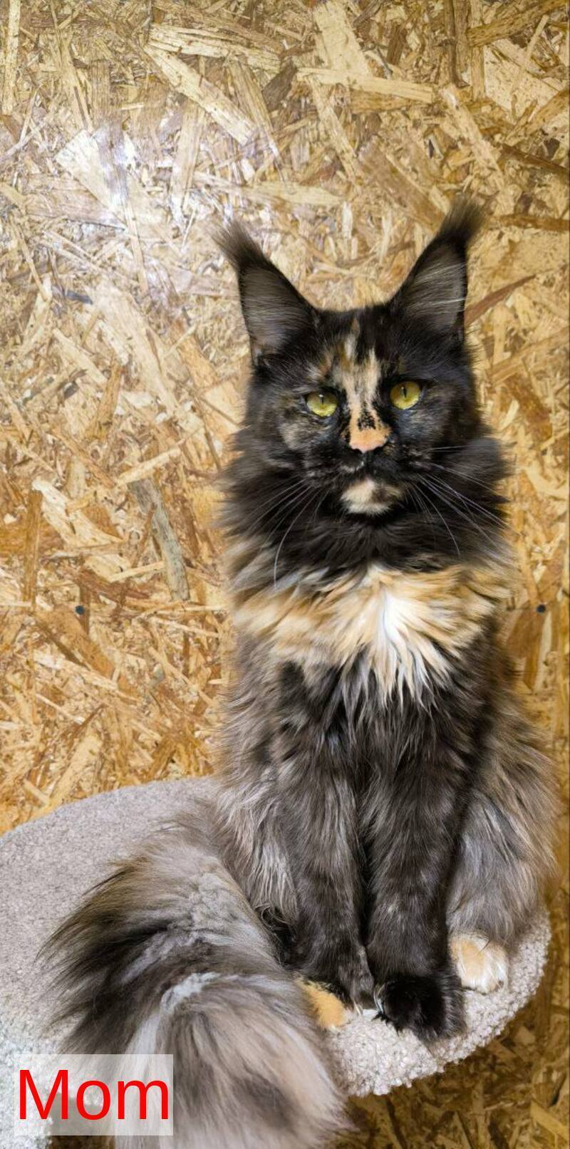 Hermes Maine Coon male, red