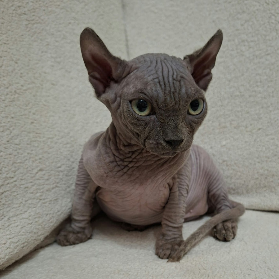 Stif Elf male, blue with white