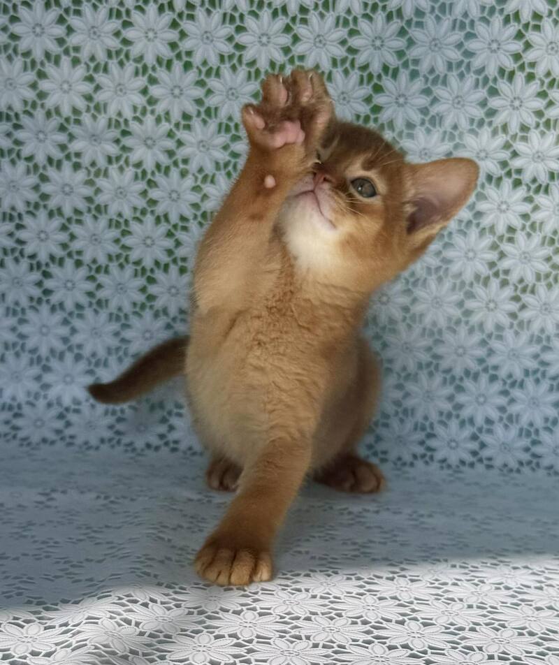 Baks Abyssinian male sorrel - live animals