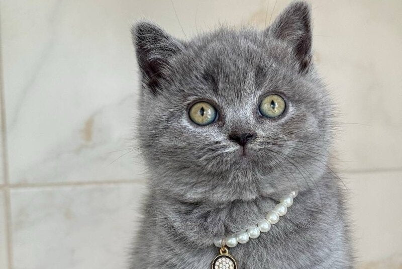 Faina British Shorthair female, blue