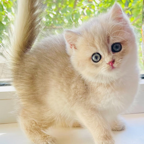 Quentin British Shorthair male, blue golden shaded