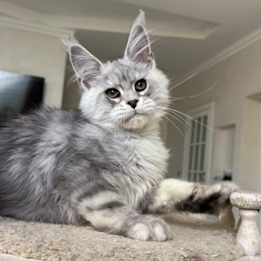 Paris Maine Coon male, black silver tabby