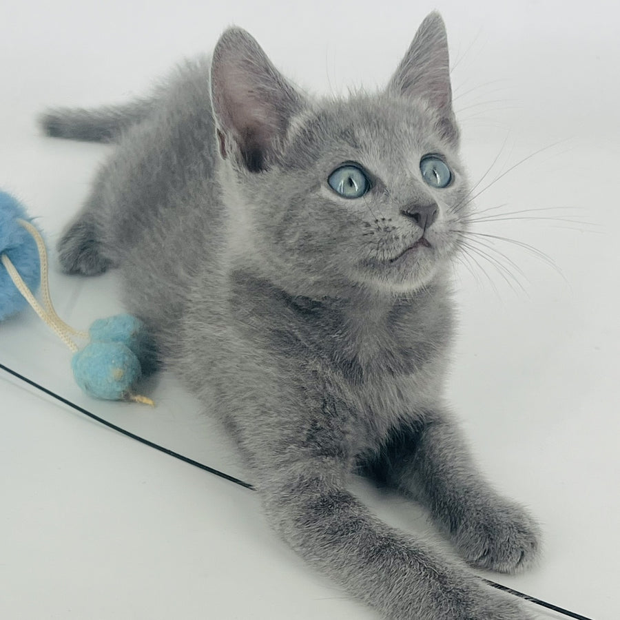 Aron Russian Blue male, blue