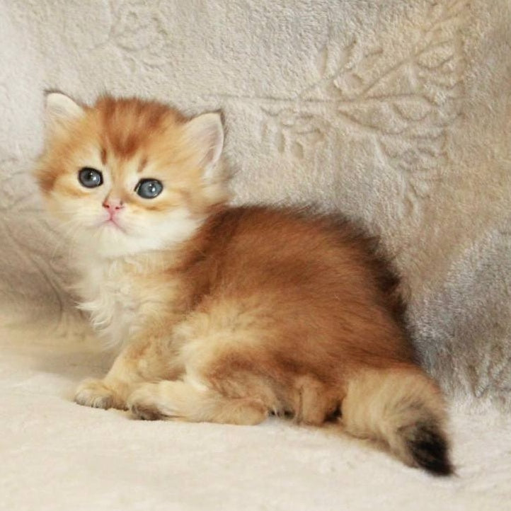 Lili British Longhair female, black golden shaded