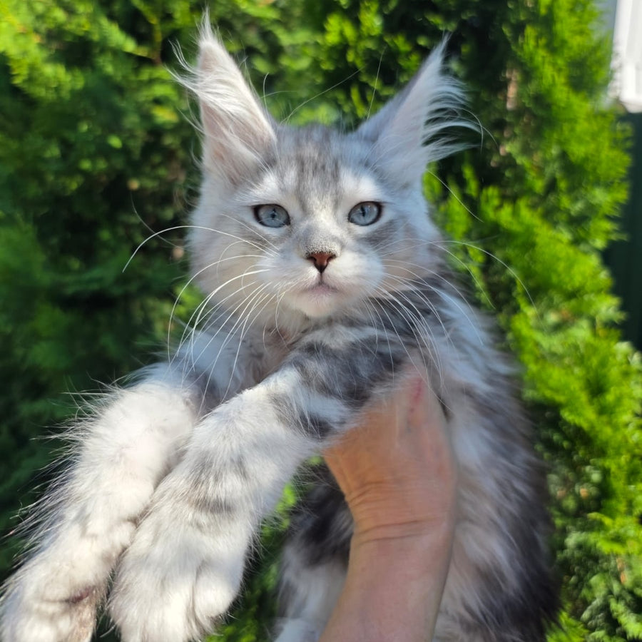 Narnia Maine Coon female, black silver tabby bicolour