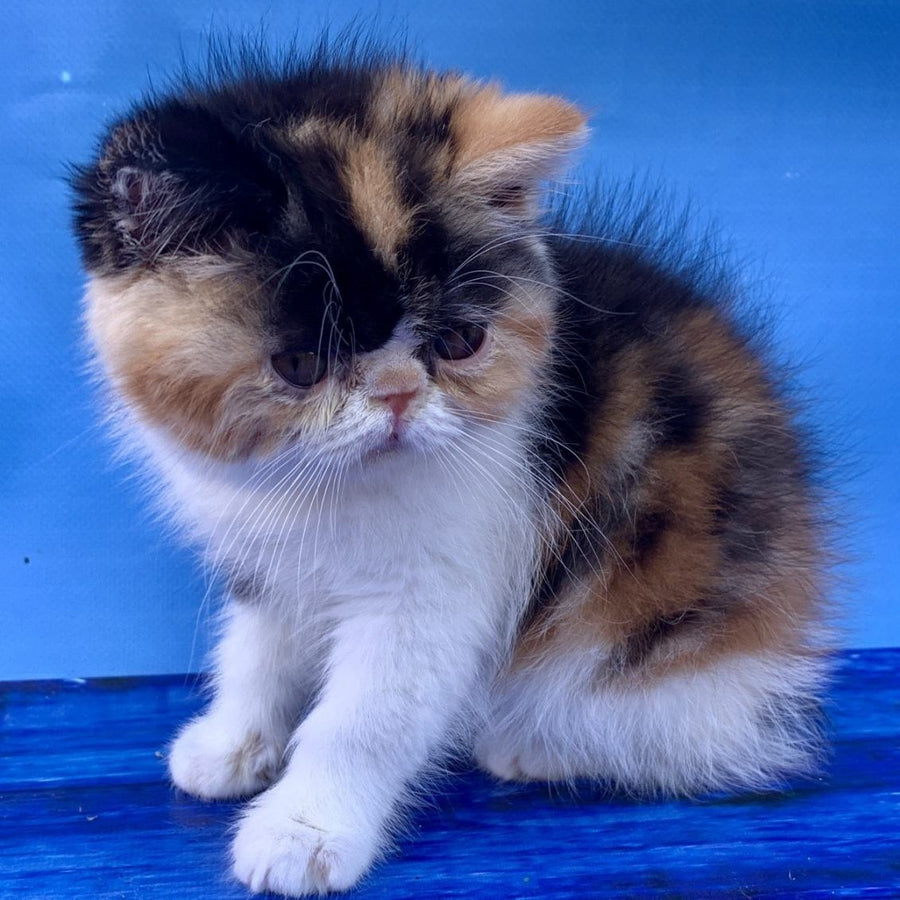 Zlata Exotic female, black tortie bicolour